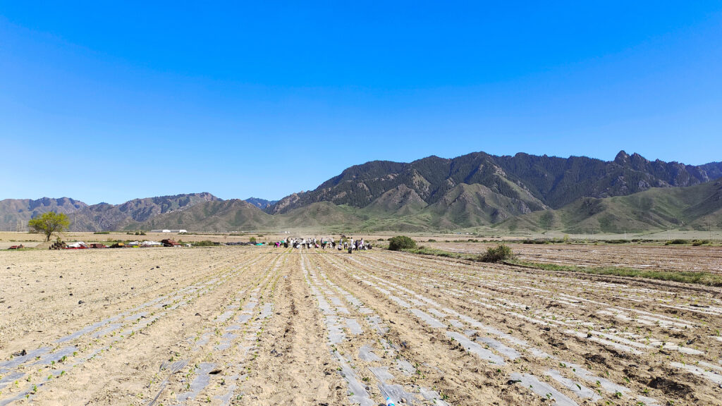 走进田园 播种希望|usdt全球娱乐城物流春种团建运动